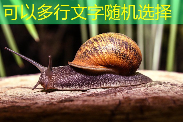 rivalo qual o melhor jogo do cassino para se apostar